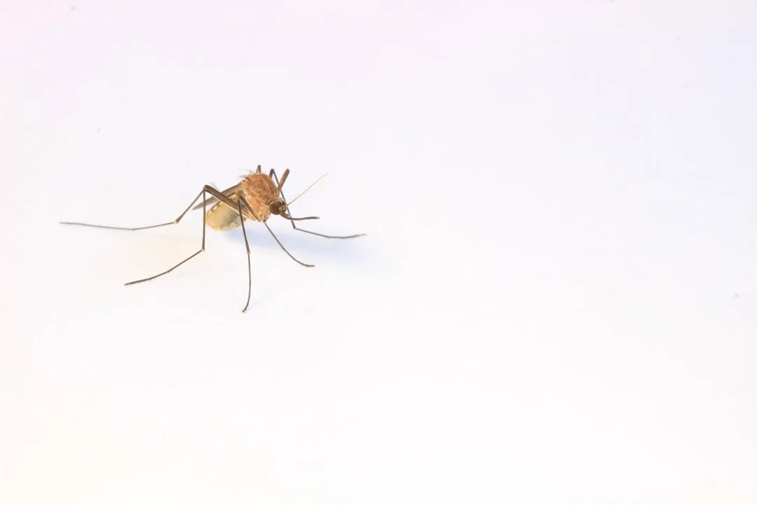 Understanding the Mosquito Menace